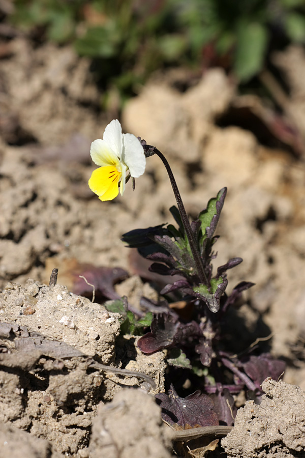 Изображение особи Viola tricolor.