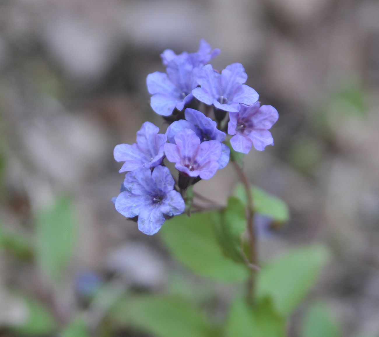 Изображение особи Pulmonaria obscura.