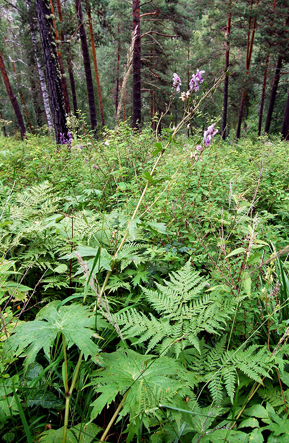 Изображение особи Aconitum septentrionale.