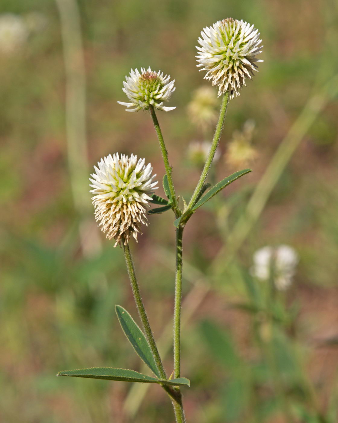 Image of Trifolium montanum specimen.