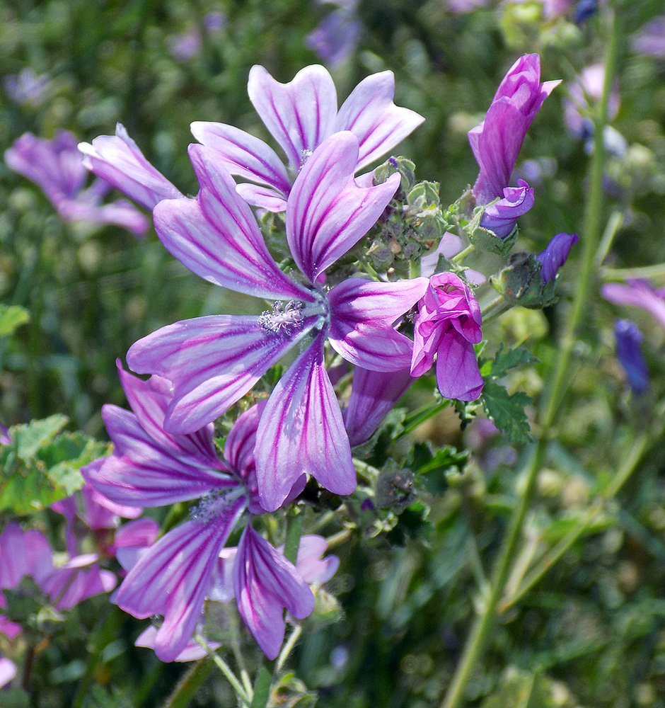 Image of Malva sylvestris specimen.