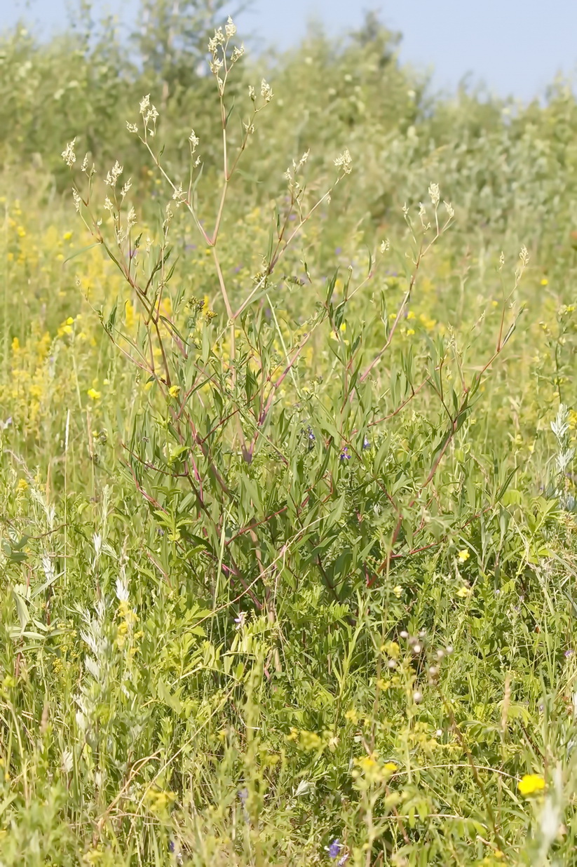 Изображение особи Aconogonon divaricatum.