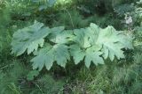 Heracleum dissectum