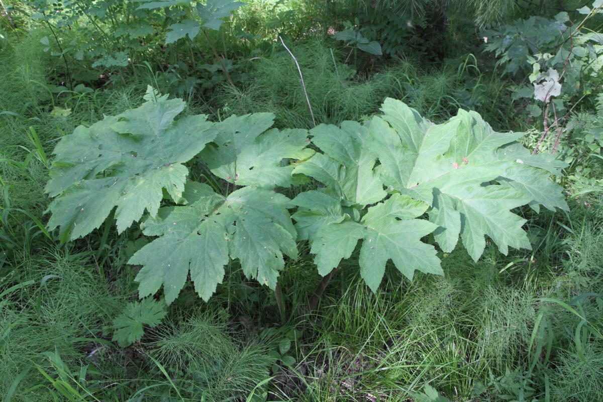 Изображение особи Heracleum dissectum.