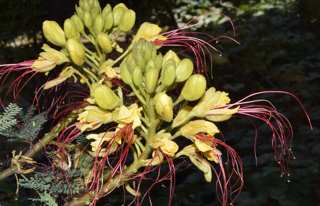 Изображение особи Caesalpinia gilliesii.