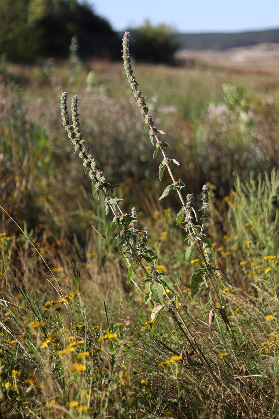 Image of Stachys germanica specimen.