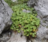 Geranium macrorrhizum. Цветущее растение. Греция, Олимп (Όλυμπος). 02.09.2010.