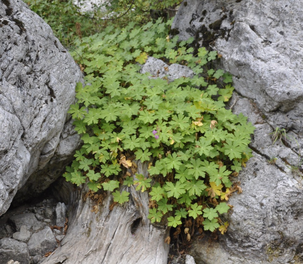 Изображение особи Geranium macrorrhizum.