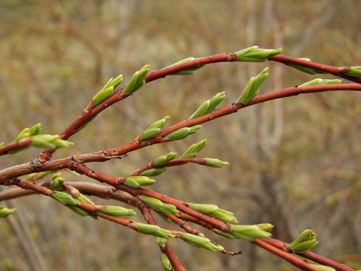 Image of Salix dshugdshurica specimen.