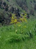 Ferula tenuisecta