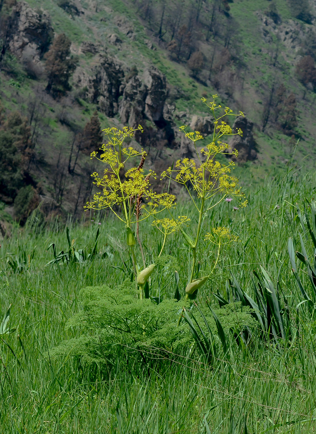 Изображение особи Ferula tenuisecta.