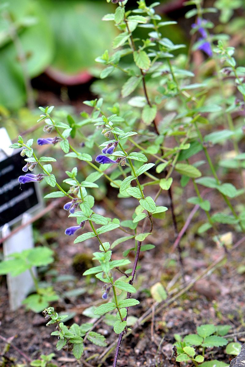 Изображение особи Scutellaria strigillosa.