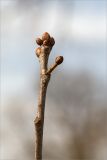 Quercus robur