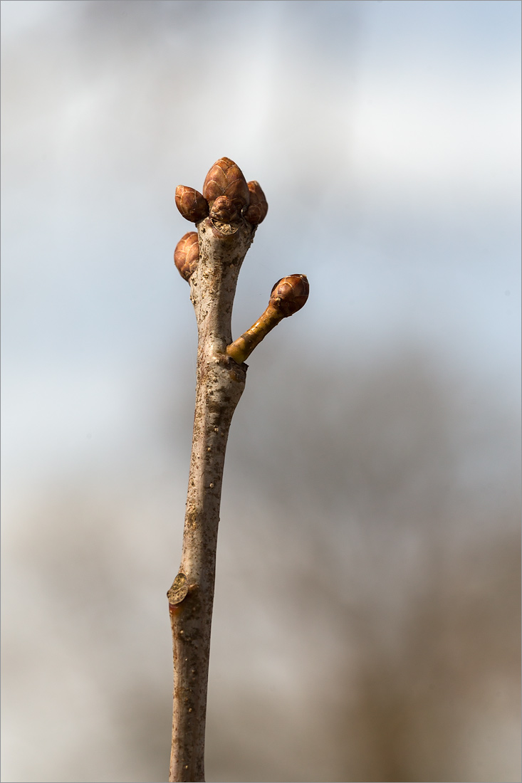 Изображение особи Quercus robur.