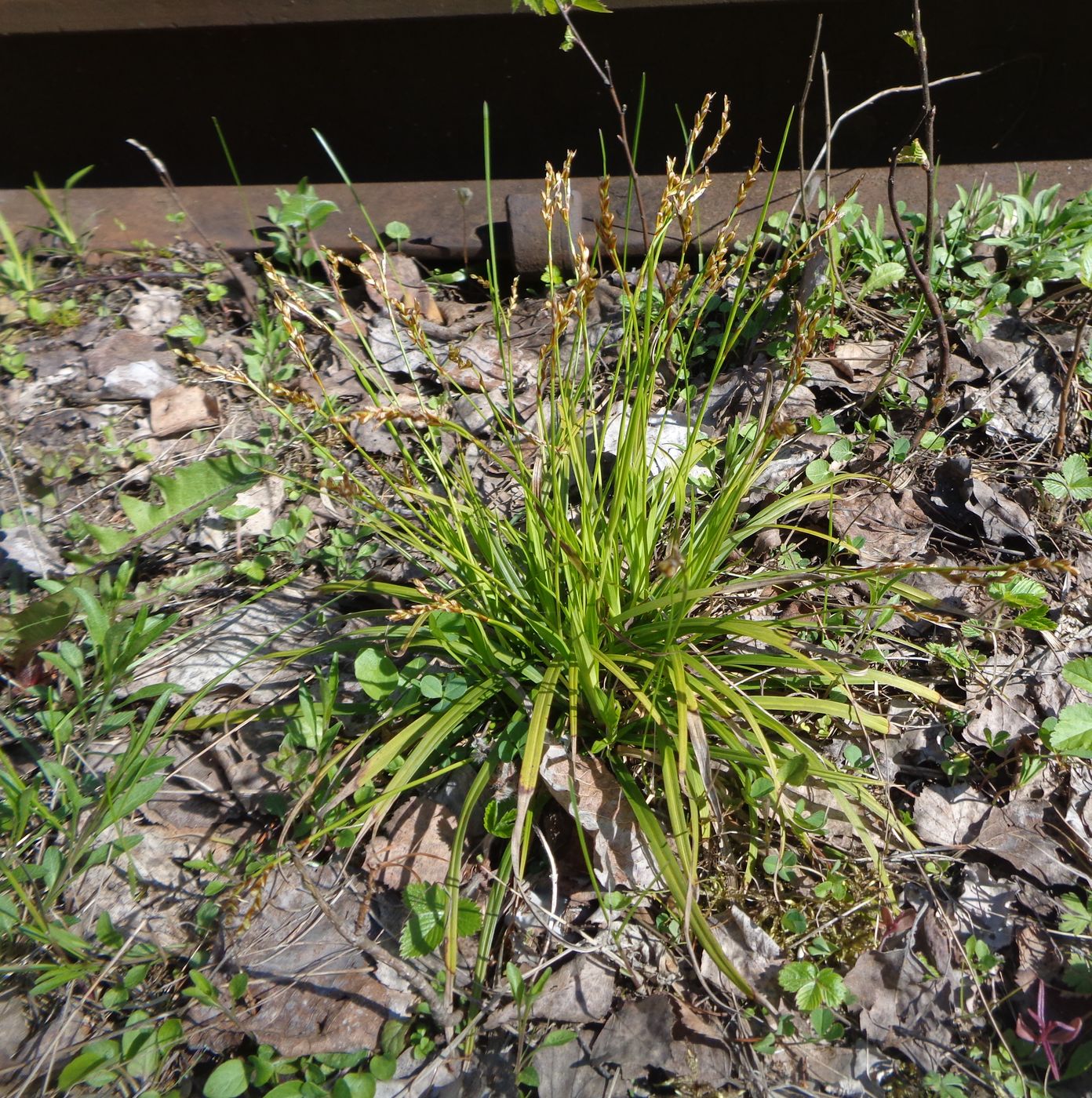 Image of Carex digitata specimen.