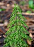 Equisetum sylvaticum