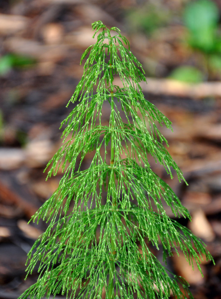 Изображение особи Equisetum sylvaticum.