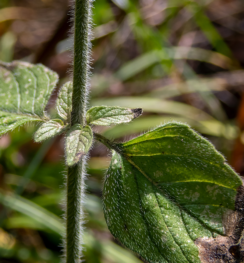 Image of Clinopodium vulgare specimen.