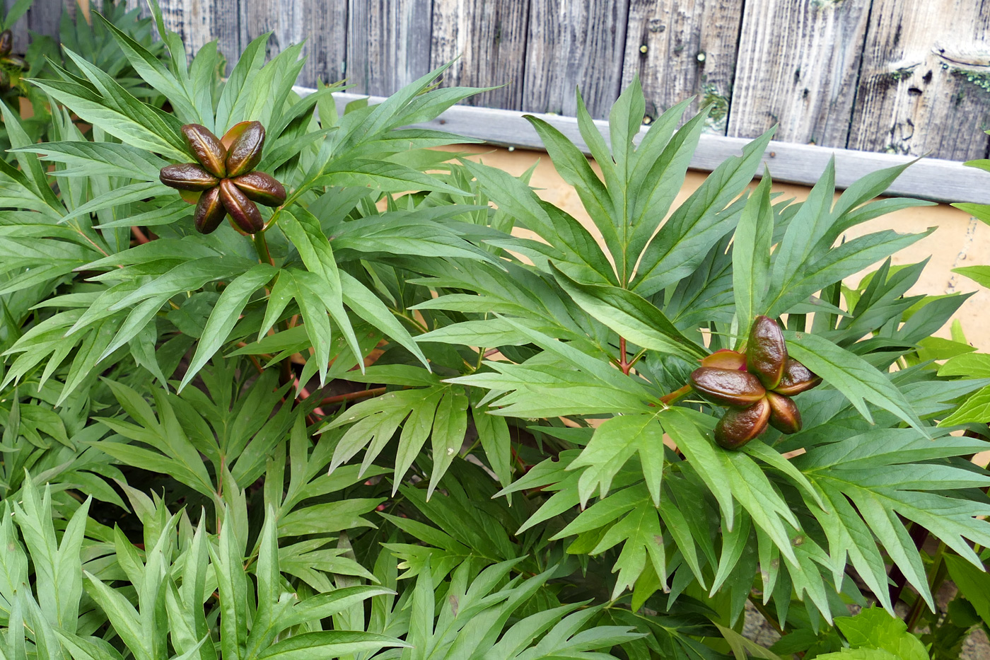 Image of Paeonia anomala specimen.