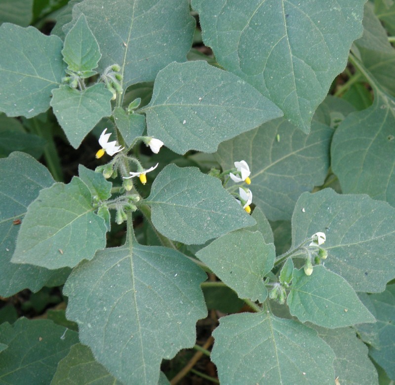 Изображение особи Solanum nigrum ssp. schultesii.