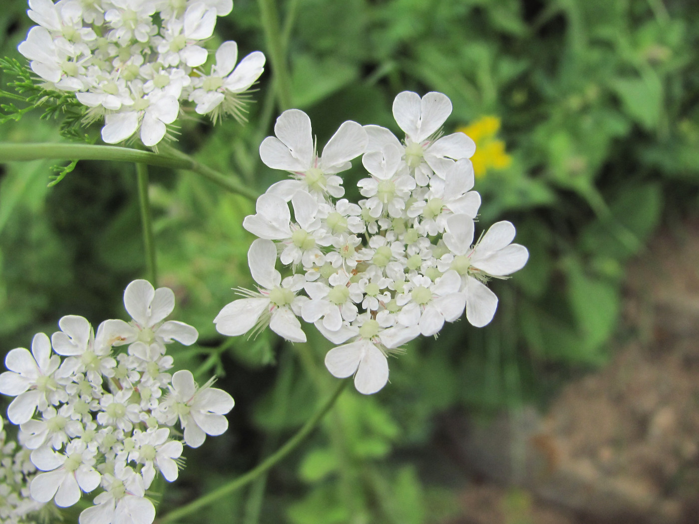 Изображение особи Astrodaucus orientalis.