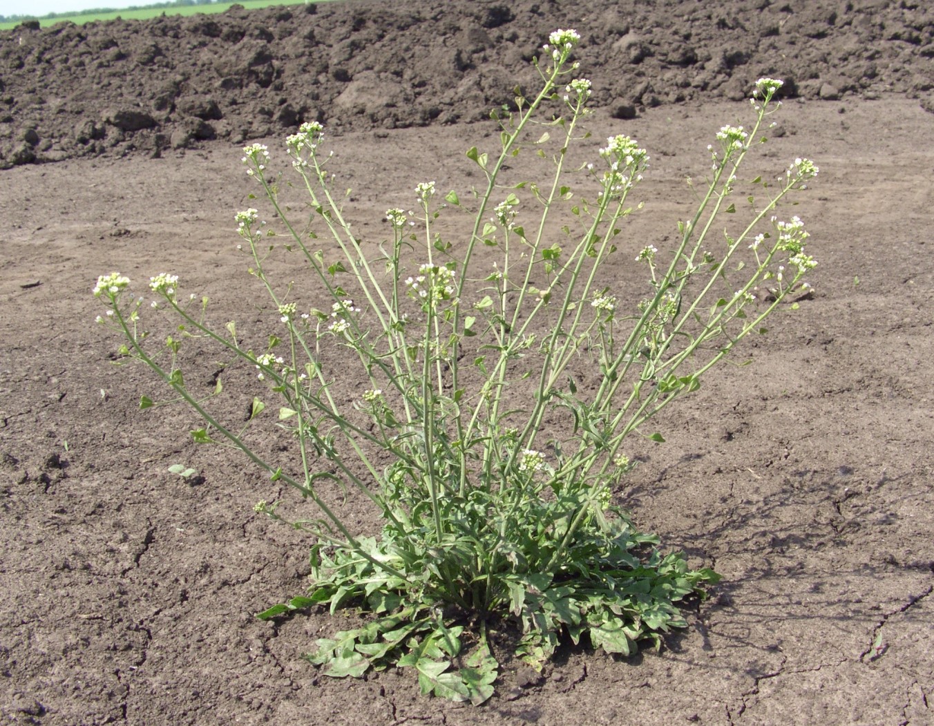 Image of Capsella bursa-pastoris specimen.