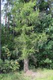 Larix decidua