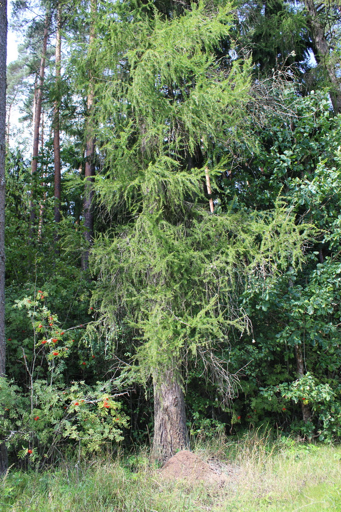 Image of Larix decidua specimen.