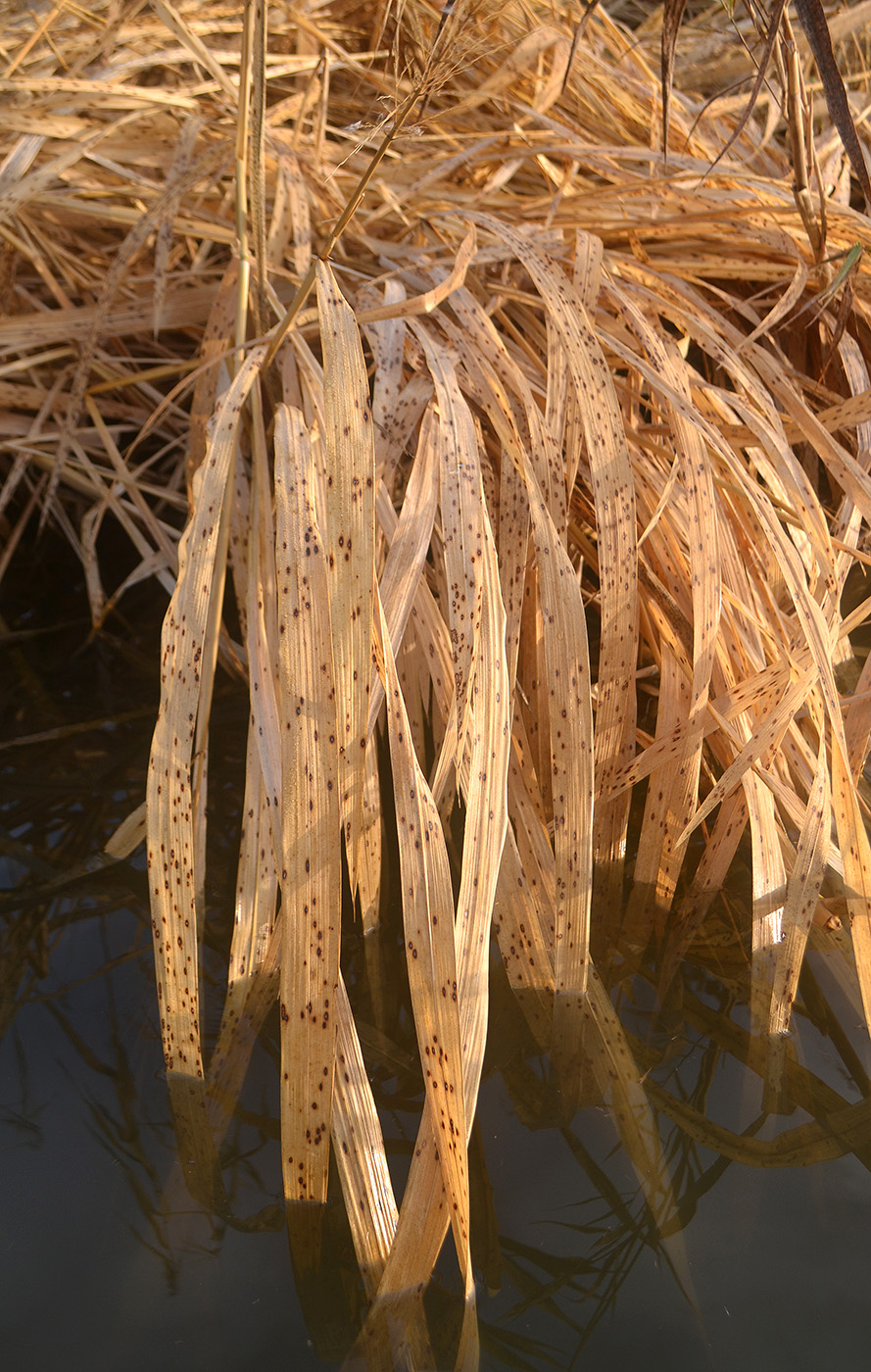 Image of Zizania latifolia specimen.