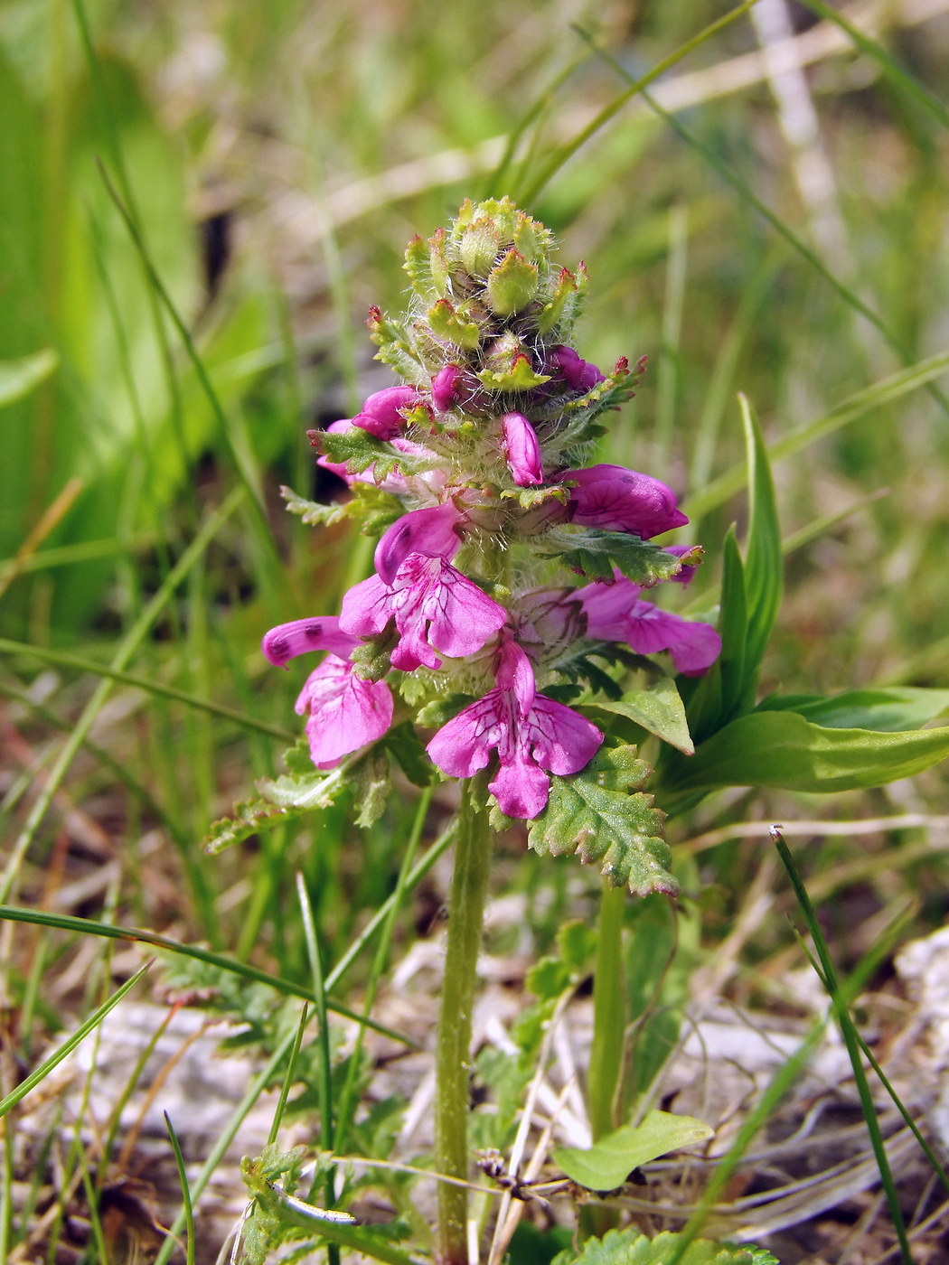 Изображение особи Pedicularis verticillata.