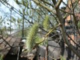 Salix caprea. Часть ветви с женскими соцветиями. Хабаровск, ул. Ульяновская 60. 01.05.2008.