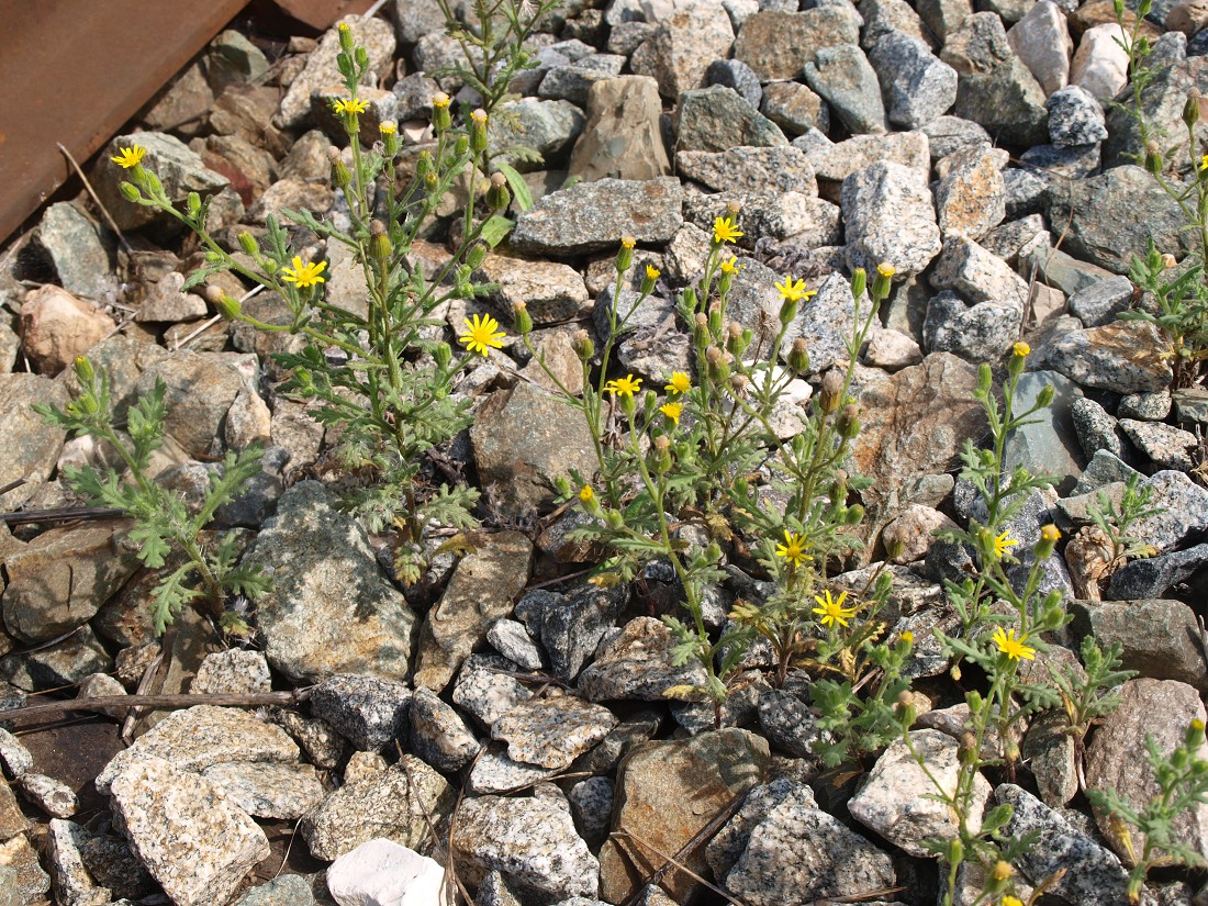 Изображение особи Senecio viscosus.