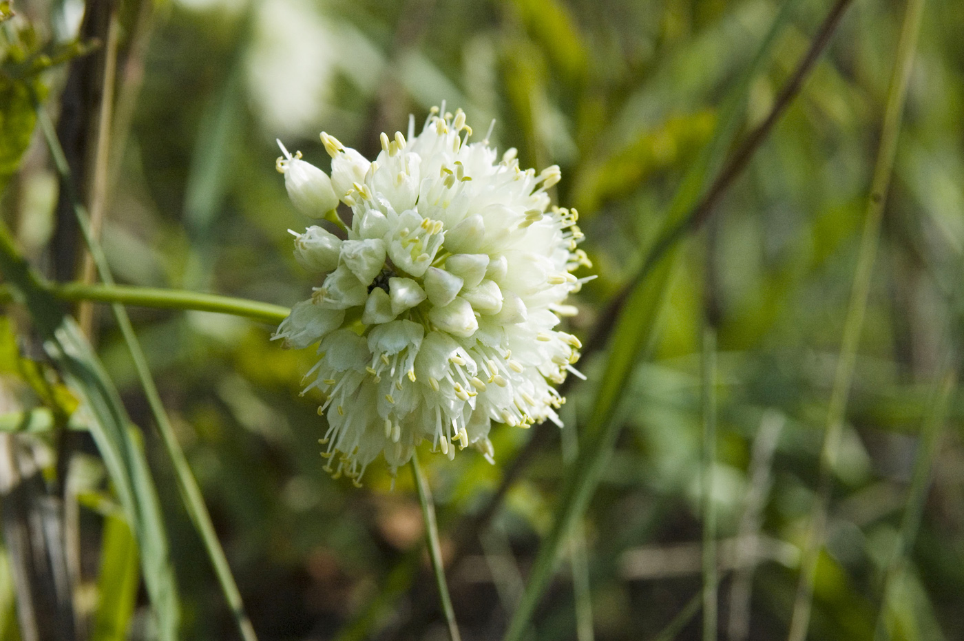 Image of Allium stellerianum specimen.