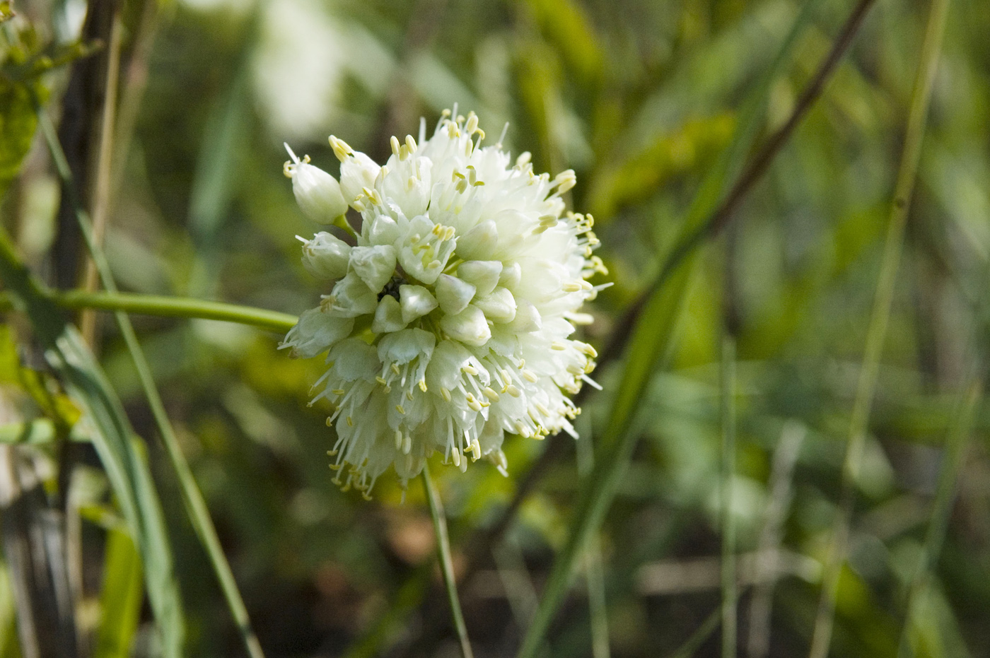 Изображение особи Allium stellerianum.