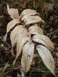 Polygonatum odoratum