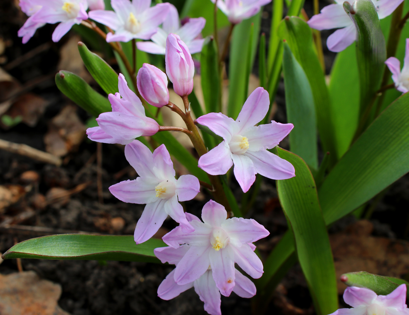 Изображение особи Chionodoxa luciliae var. rosea.