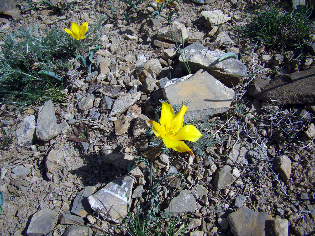 Image of Tulipa talassica specimen.