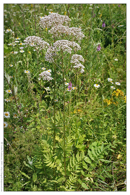 Изображение особи Valeriana officinalis.