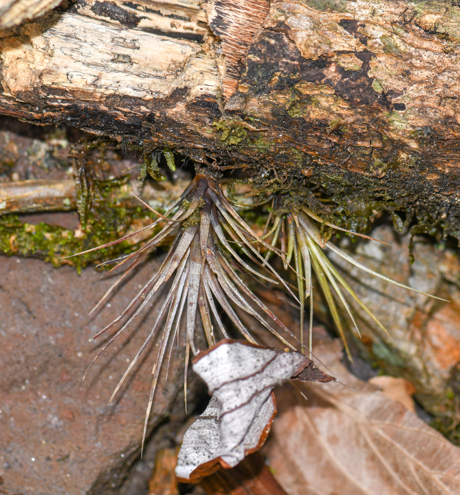 Изображение особи род Tillandsia.