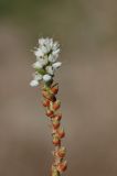 Bistorta vivipara