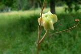 Fritillaria ruthenica