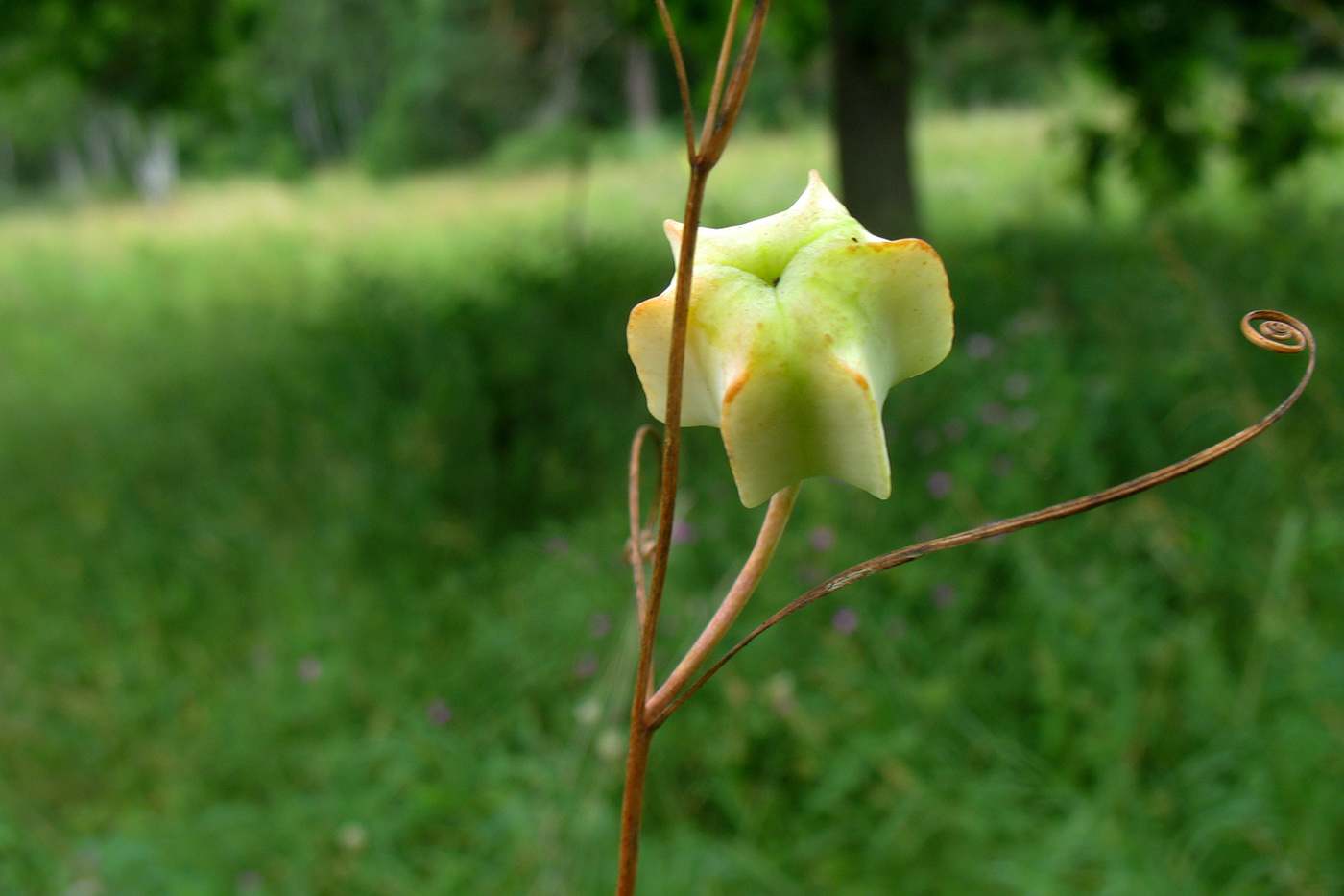 Image of Fritillaria ruthenica specimen.