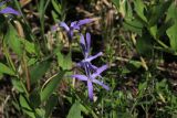 Vinca pubescens