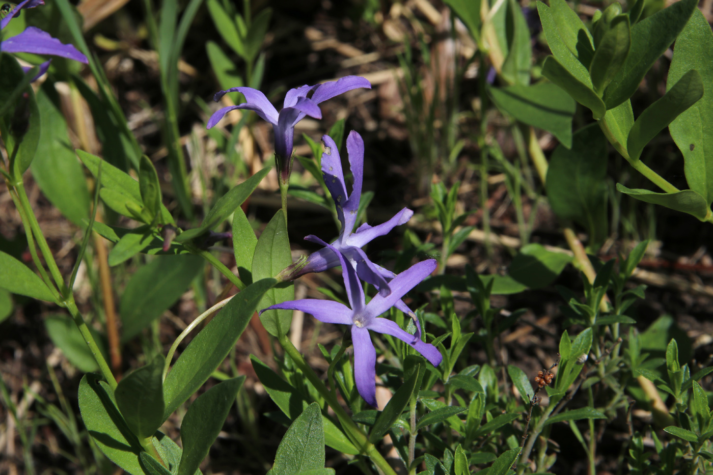 Изображение особи Vinca pubescens.