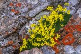 genus Draba