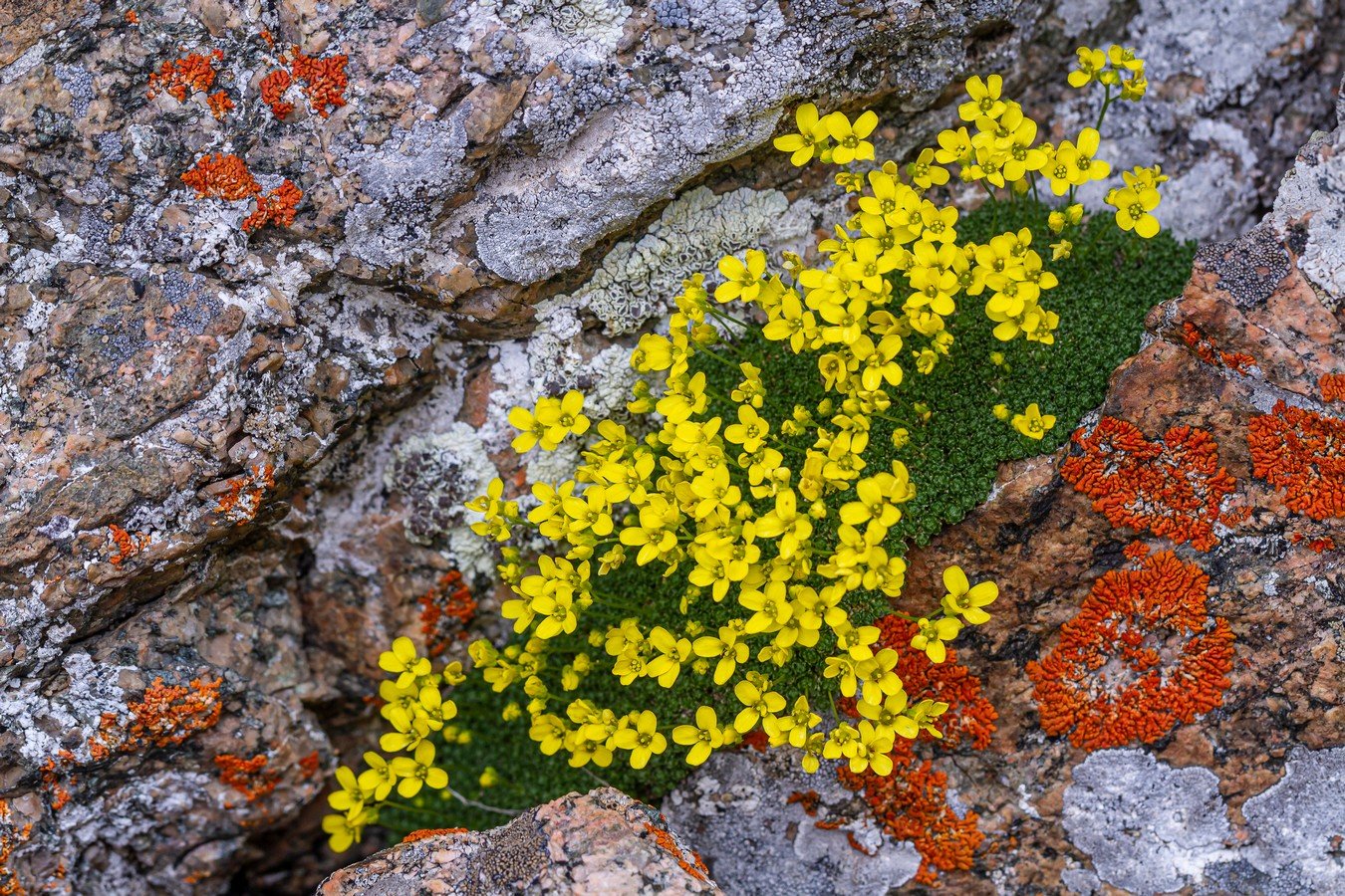 Image of genus Draba specimen.