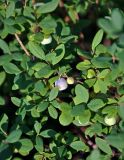 Vaccinium uliginosum. Верхушка побега с созревающими плодами. Хабаровский край, р-н им. Полины Осипенко, долина р. Нилан, заболоченный берег реки. 17.07.2021.