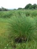 Carex appendiculata