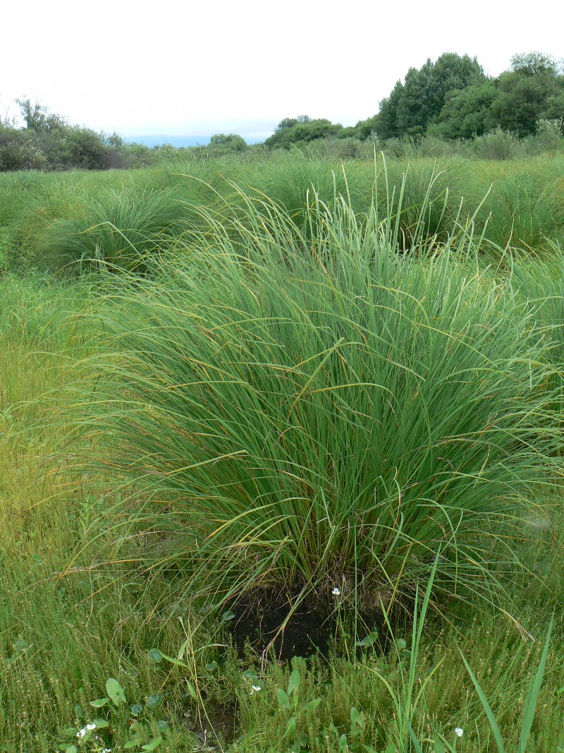 Image of Carex appendiculata specimen.