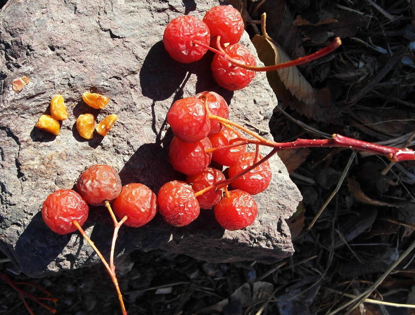 Image of Crataegus korolkowii specimen.